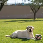 Hugo Villa